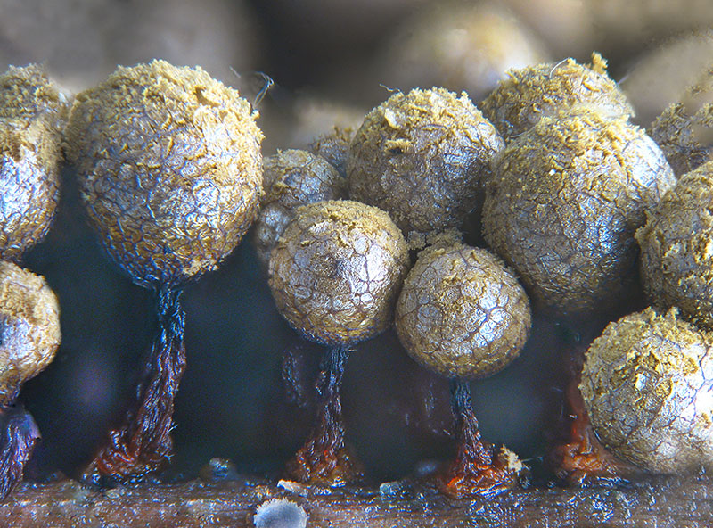Cribraria (argillacea)